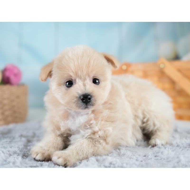 販売中の埼玉県のポメプー:ポメラニアン×トイプードル-428738の8枚目