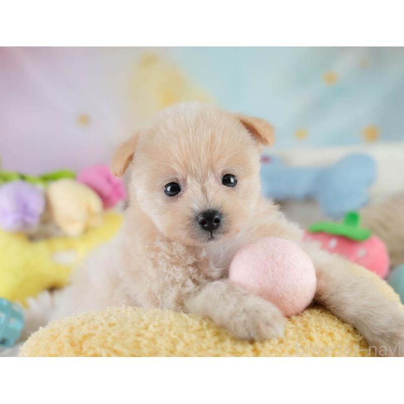 販売中の埼玉県のポメプー:ポメラニアン×トイプードル-428738の7枚目