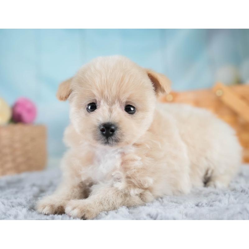 販売中の埼玉県のポメプー:ポメラニアン×トイプードル-428738の6枚目