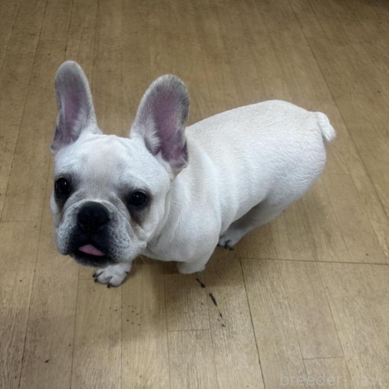 販売中の千葉県のフレンチブルドッグ-409670の1枚目