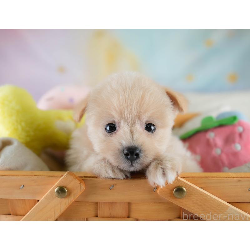 販売中の埼玉県のポメプー:ポメラニアン×トイプードル-428738の4枚目