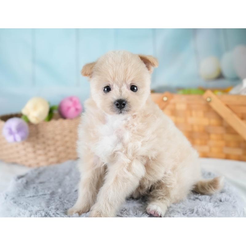 販売中の埼玉県のポメプー:ポメラニアン×トイプードル-428738の3枚目