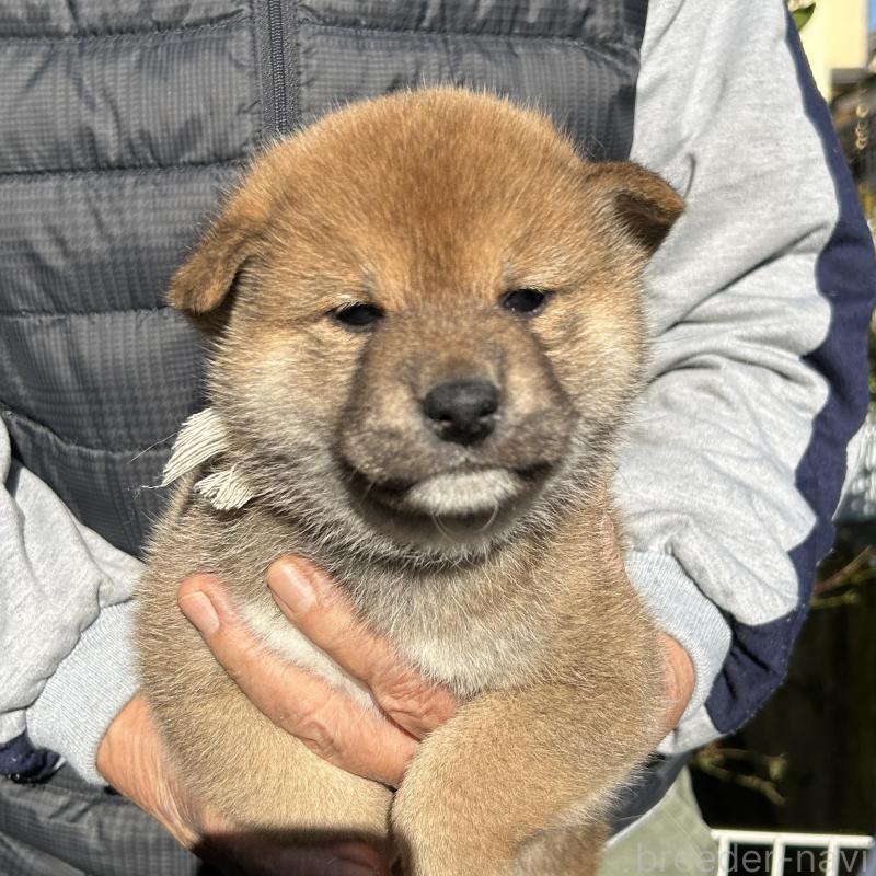 販売中の埼玉県の柴犬-428485の1枚目