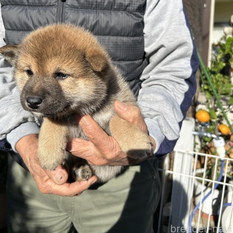 販売中の埼玉県の柴犬-428485の6枚目
