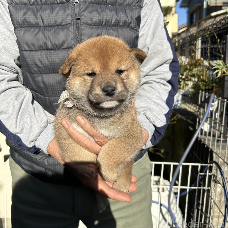 販売中の埼玉県の柴犬-428485の5枚目