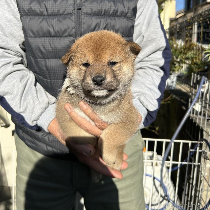 販売中の埼玉県の柴犬-428485の4枚目