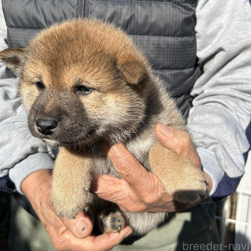 販売中の埼玉県の柴犬-428485の3枚目