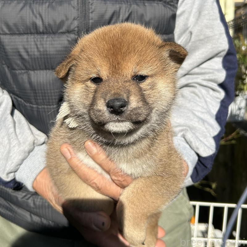 販売中の埼玉県の柴犬-428485の2枚目