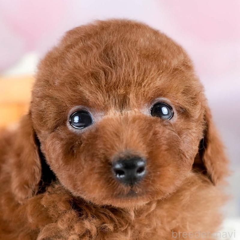 販売中の埼玉県のトイプードル-428732