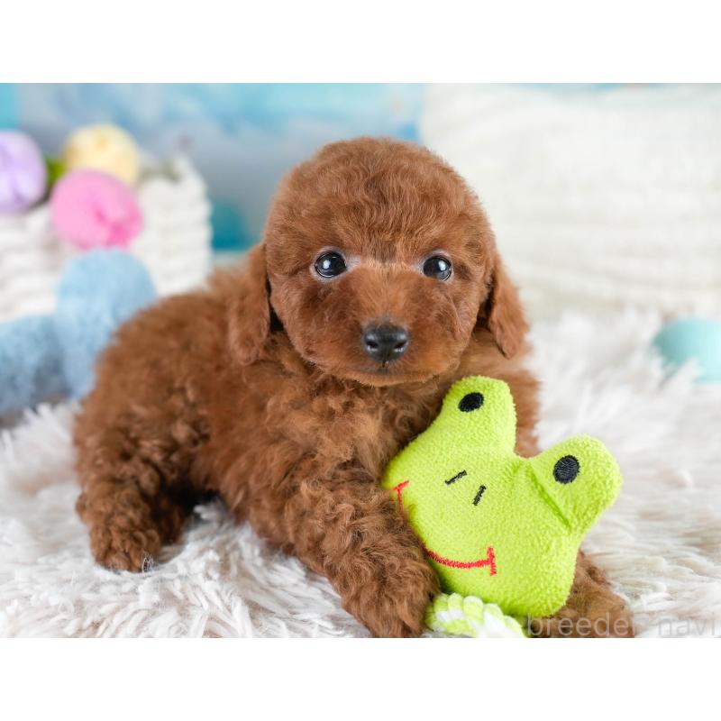 販売中の埼玉県のトイプードル-428732の11枚目