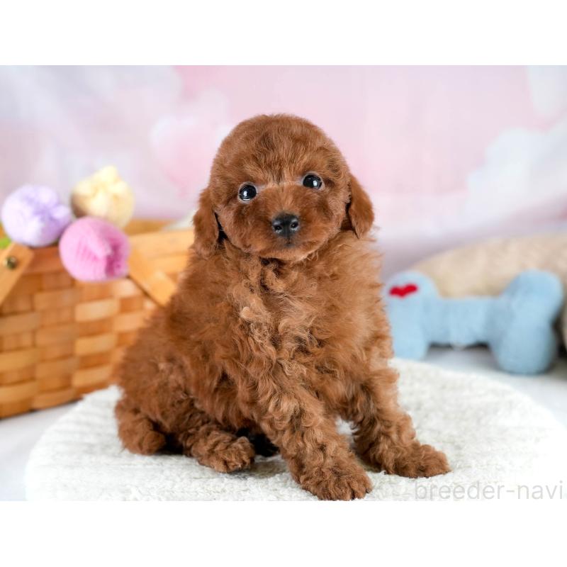 販売中の埼玉県のトイプードル-428732の10枚目