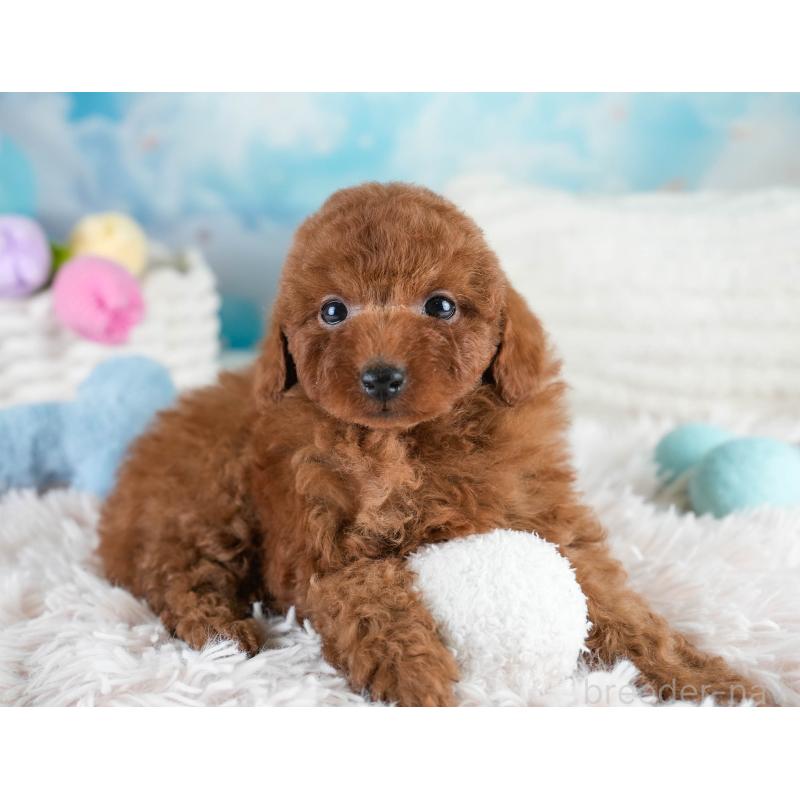 販売中の埼玉県のトイプードル-428732の9枚目