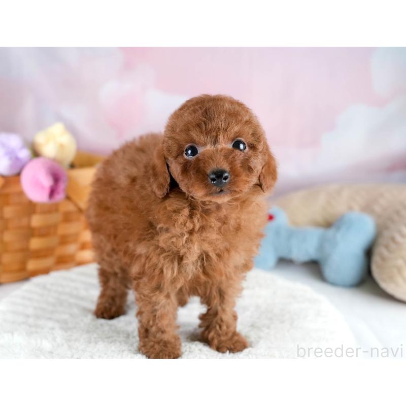 販売中の埼玉県のトイプードル-428732の8枚目