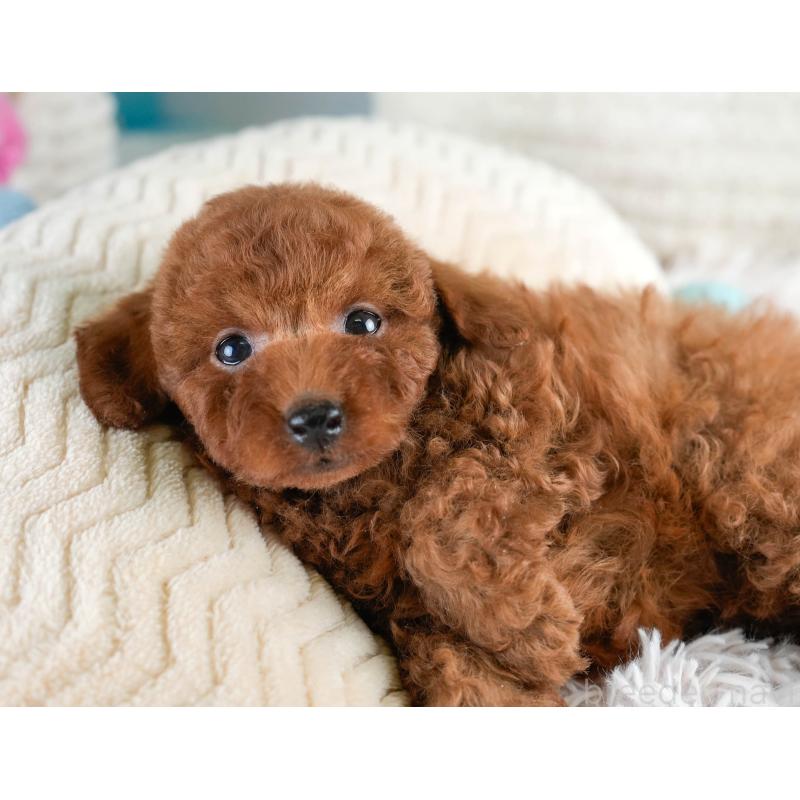 販売中の埼玉県のトイプードル-428732の7枚目