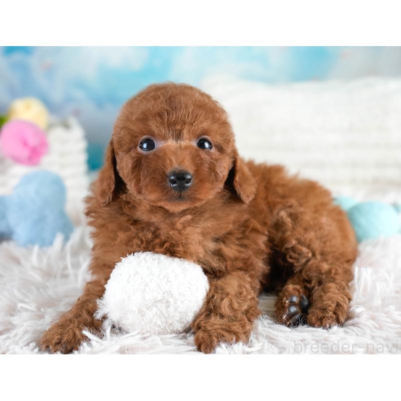 販売中の埼玉県のトイプードル-428732の6枚目