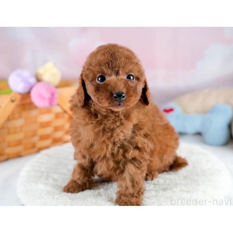 販売中の埼玉県のトイプードル-428732の5枚目