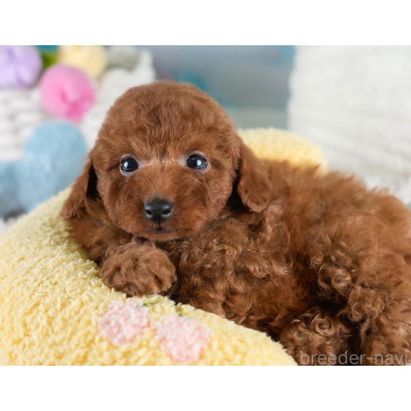 販売中の埼玉県のトイプードル-428732の4枚目