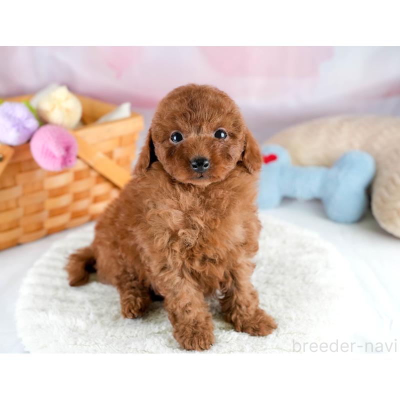 販売中の埼玉県のトイプードル-428732の3枚目