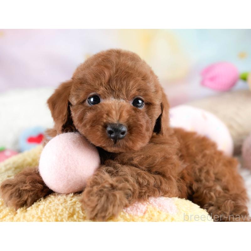 販売中の埼玉県のトイプードル-428729の11枚目