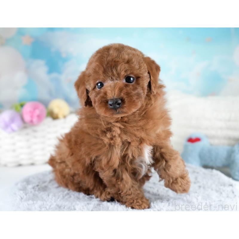 販売中の埼玉県のトイプードル-428729の10枚目