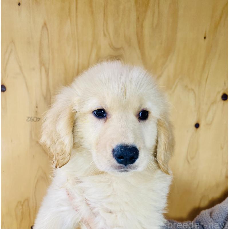 販売中の静岡県のゴールデンレトリーバー-428486の3枚目