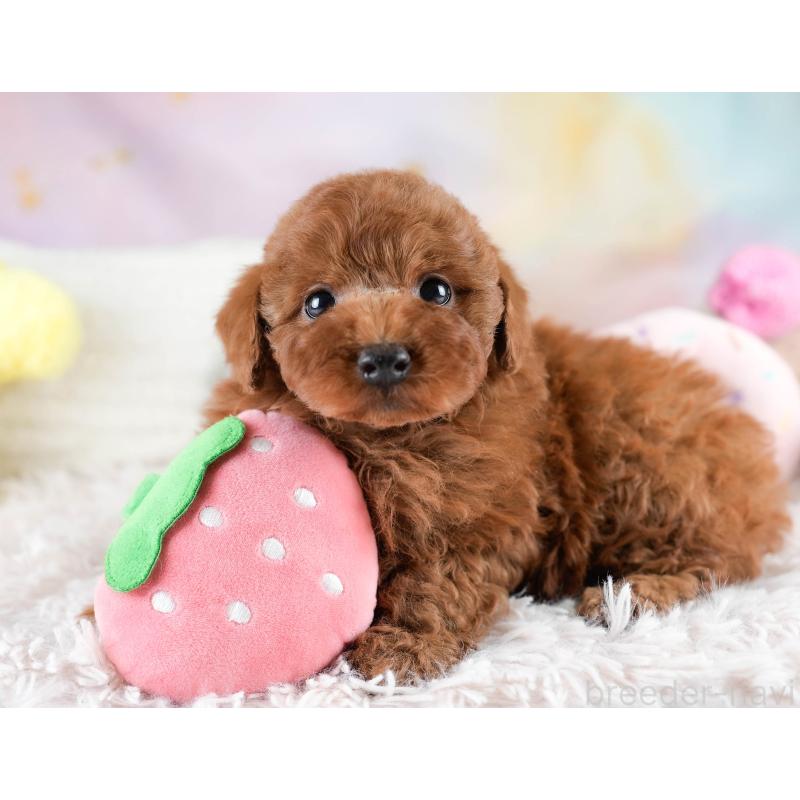 販売中の埼玉県のトイプードル-428729の9枚目