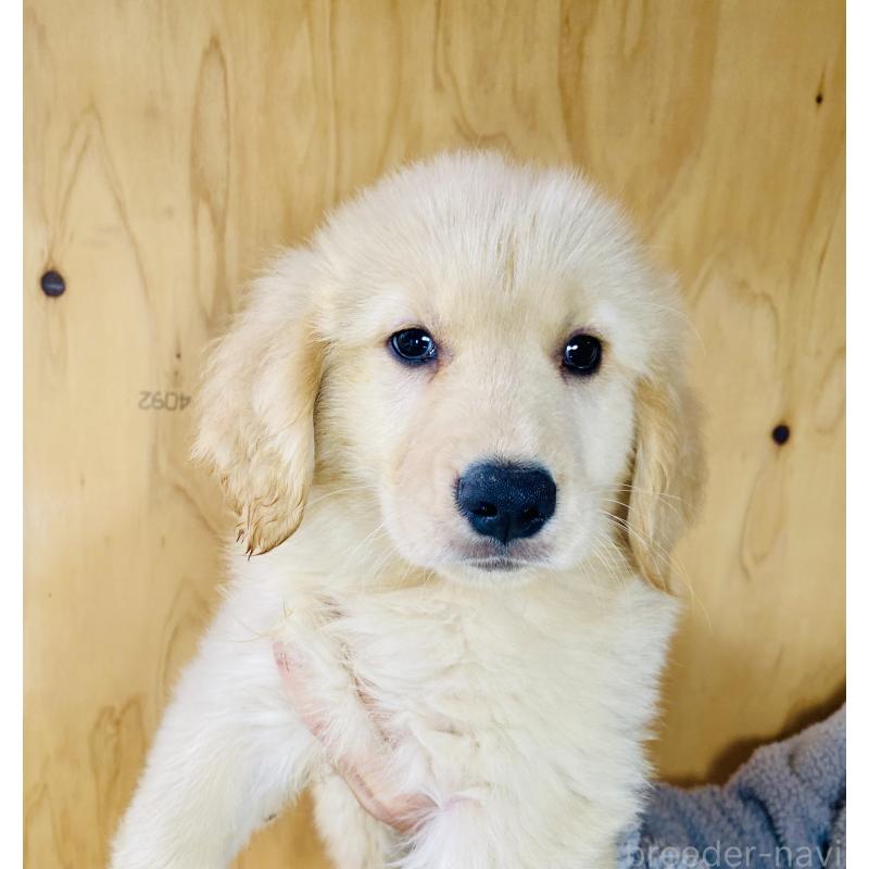 販売中の静岡県のゴールデンレトリーバー-428486の2枚目