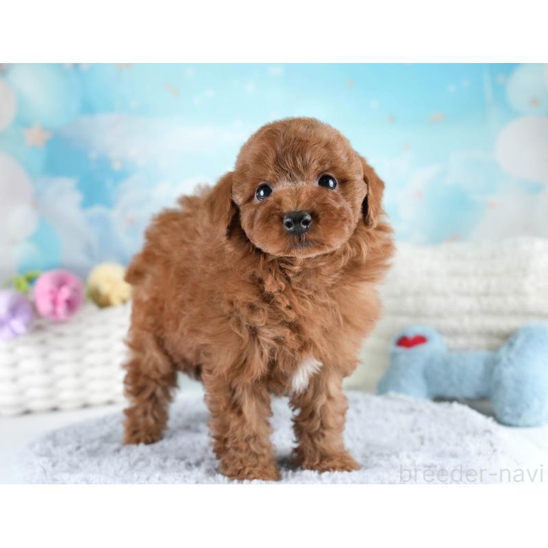 販売中の埼玉県のトイプードル-428729の8枚目