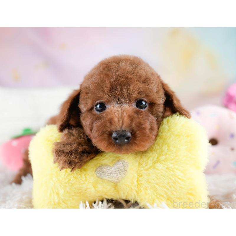 販売中の埼玉県のトイプードル-428729の7枚目