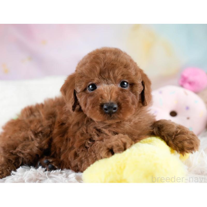 販売中の埼玉県のトイプードル-428729の6枚目