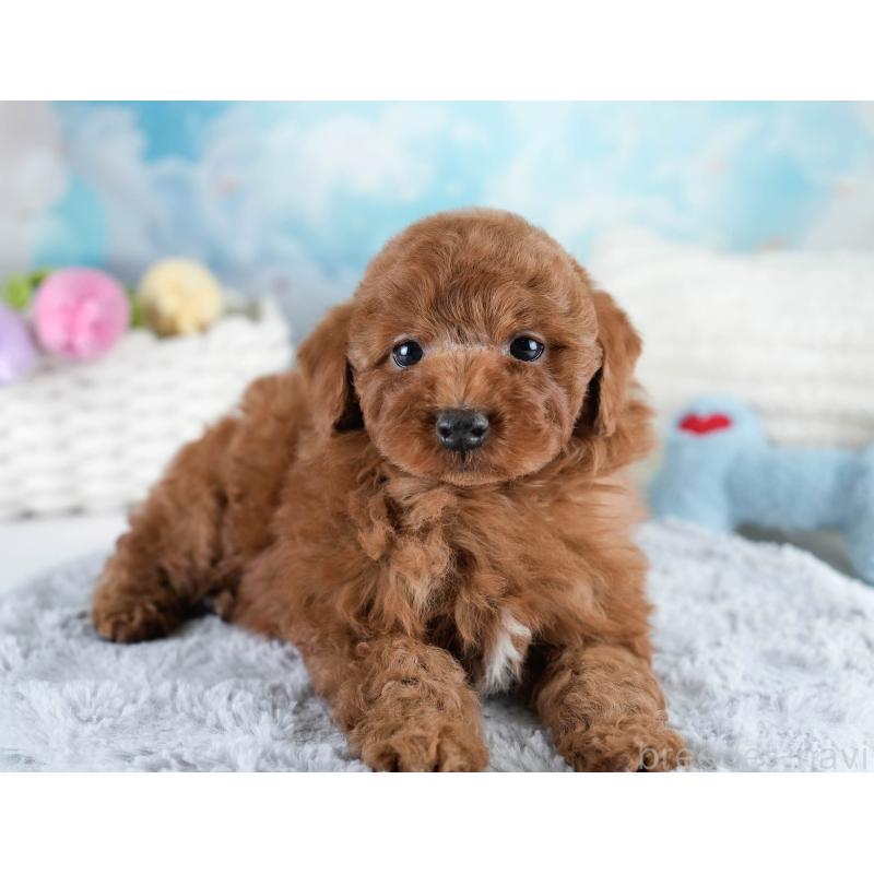 販売中の埼玉県のトイプードル-428729の5枚目