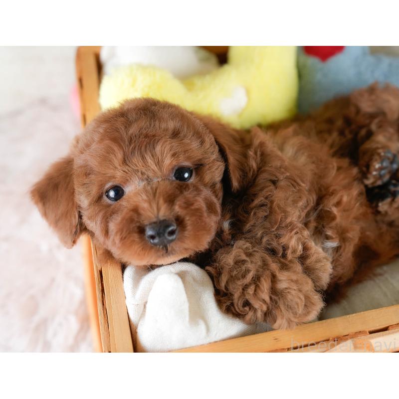 販売中の埼玉県のトイプードル-428729の4枚目