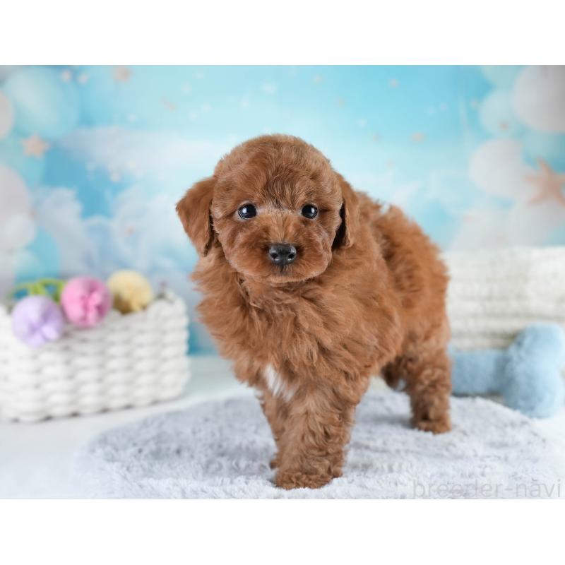 販売中の埼玉県のトイプードル-428729の3枚目