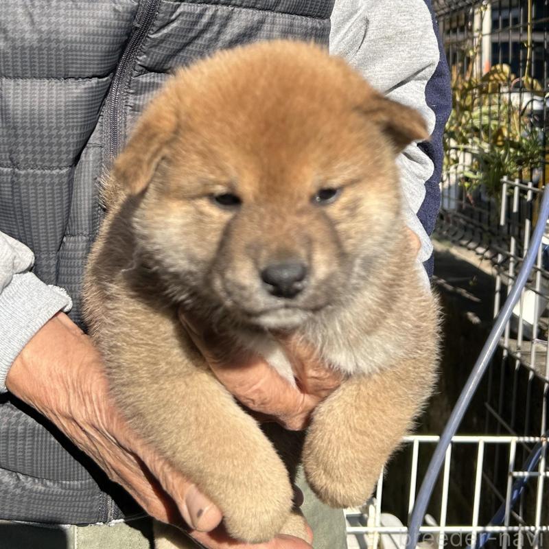 販売中の埼玉県の柴犬-428487