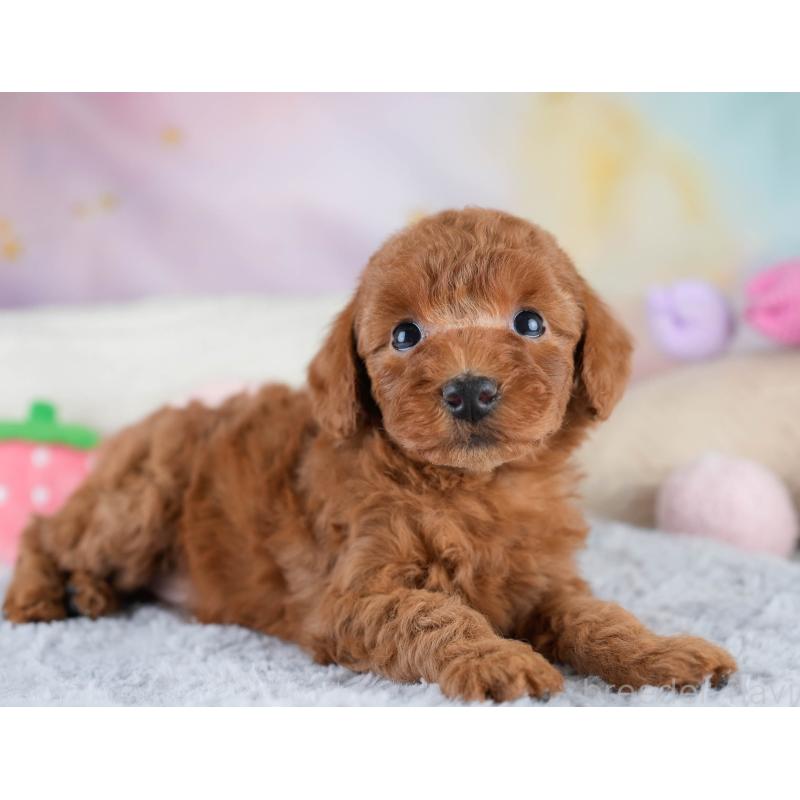 販売中の埼玉県のトイプードル-428727の11枚目