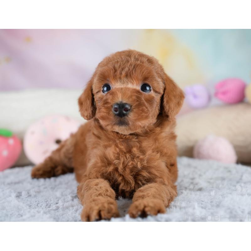 販売中の埼玉県のトイプードル-428727の10枚目