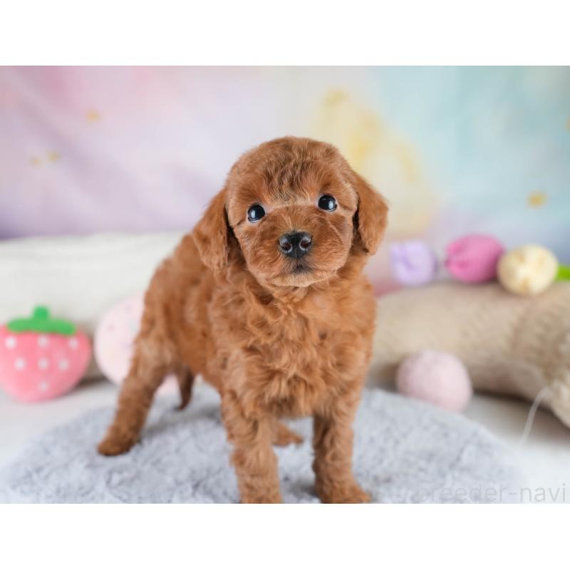 販売中の埼玉県のトイプードル-428727の9枚目