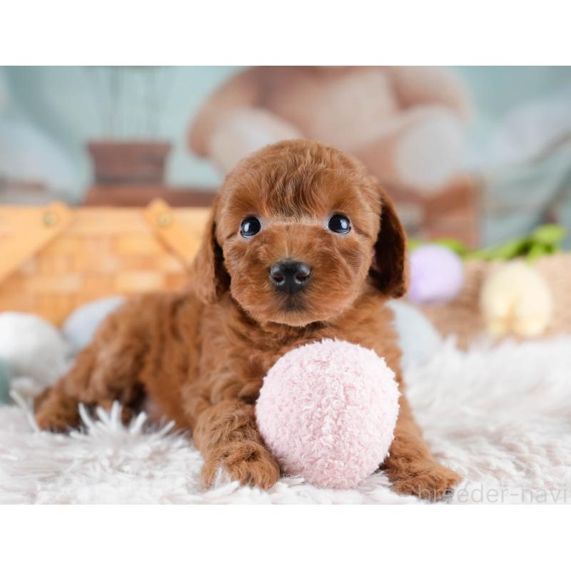 販売中の埼玉県のトイプードル-428727の8枚目