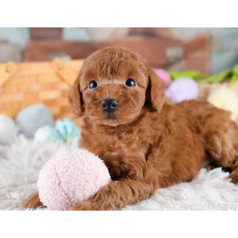 販売中の埼玉県のトイプードル-428727の7枚目