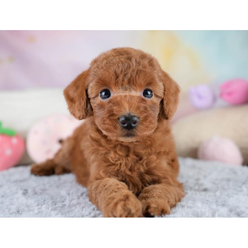 販売中の埼玉県のトイプードル-428727の6枚目