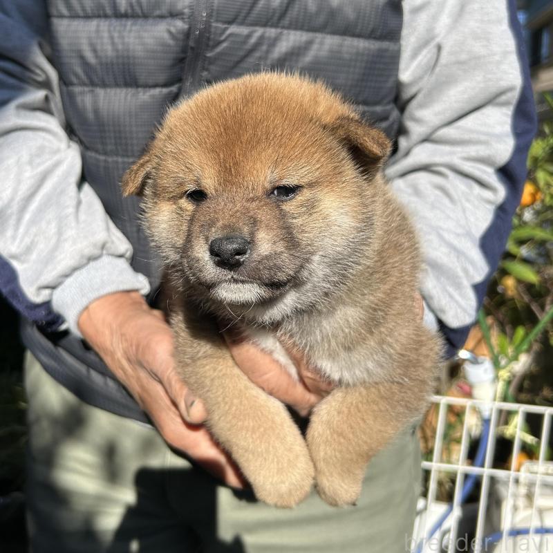 販売中の埼玉県の柴犬-428487の6枚目