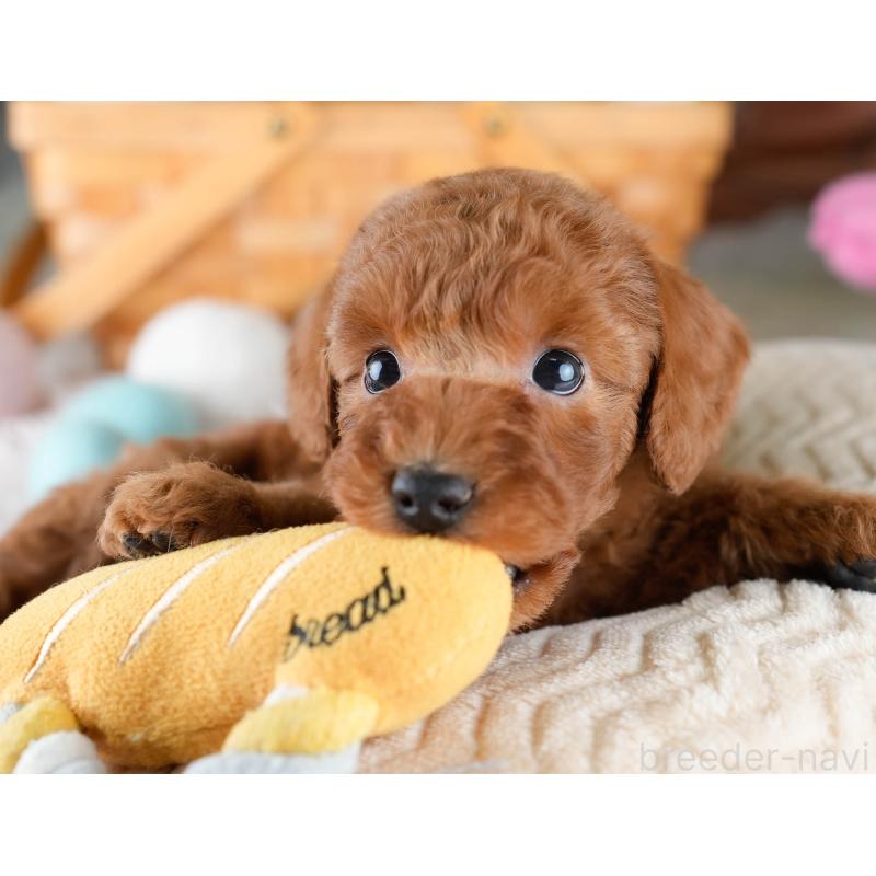 販売中の埼玉県のトイプードル-428727の5枚目