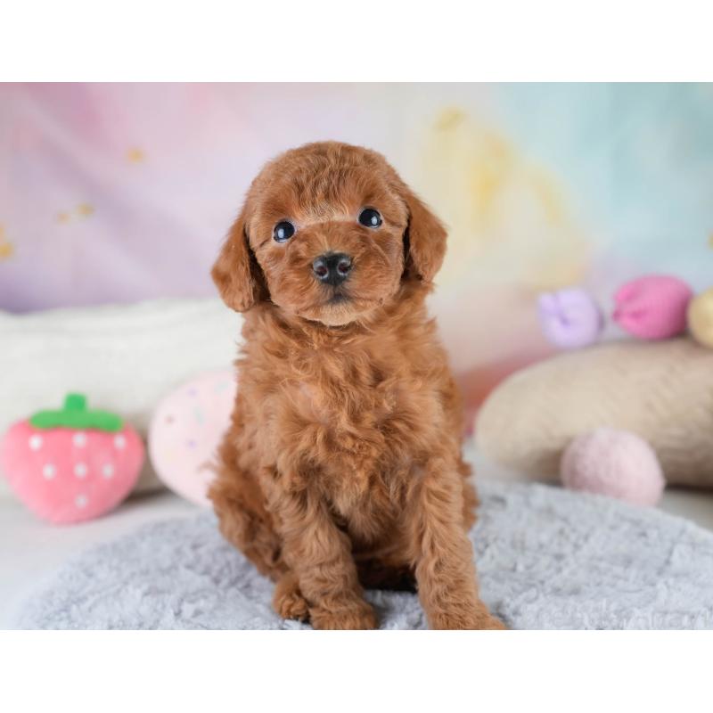 販売中の埼玉県のトイプードル-428727の4枚目