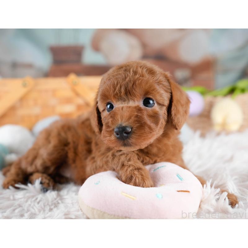 販売中の埼玉県のトイプードル-428727の3枚目