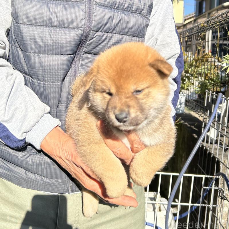 販売中の埼玉県の柴犬-428487の5枚目