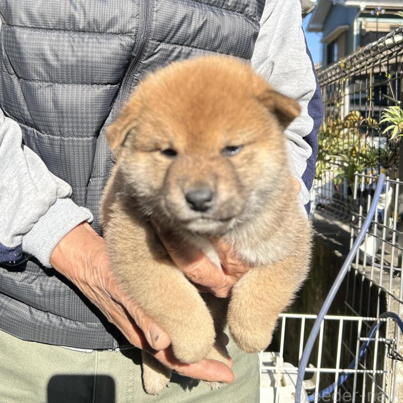 販売中の埼玉県の柴犬-428487の4枚目