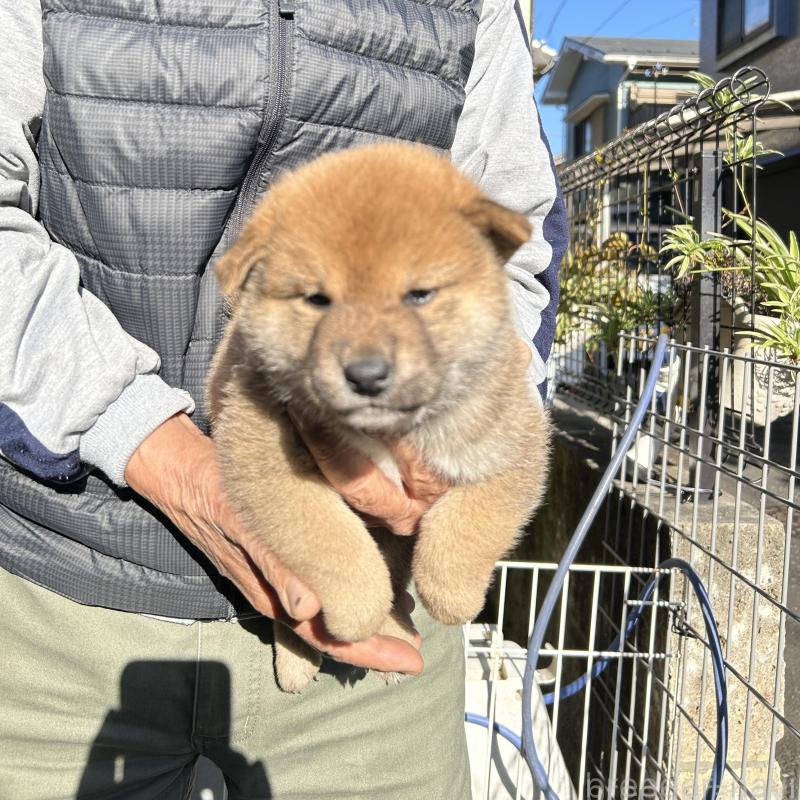 販売中の埼玉県の柴犬-428487の3枚目