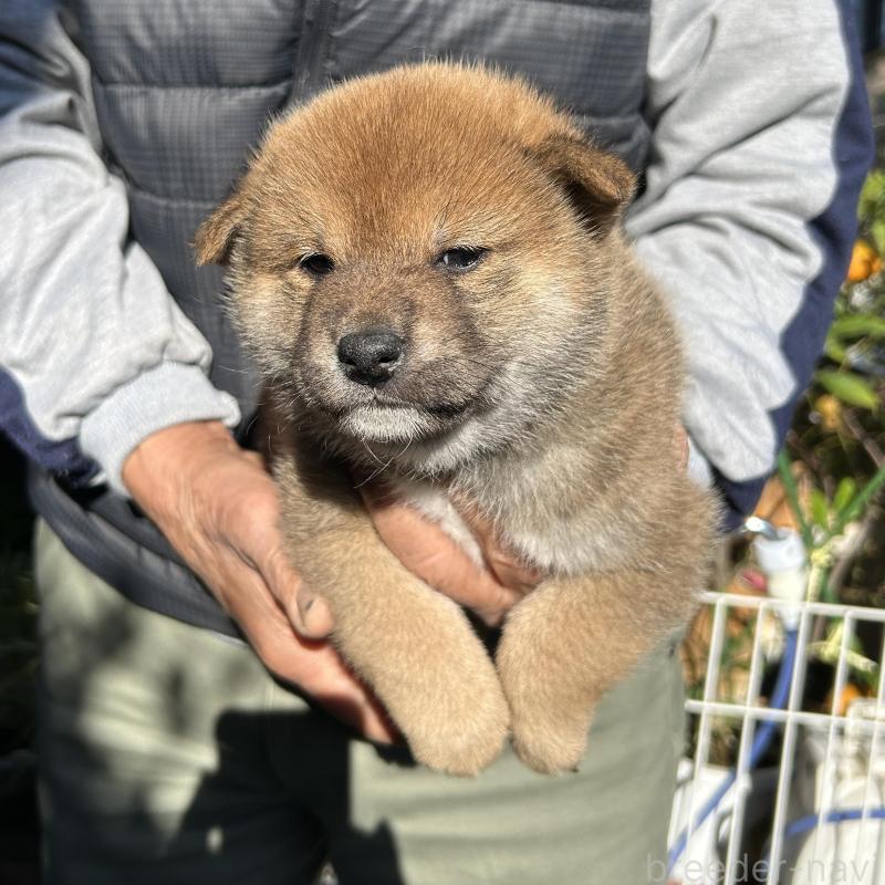 販売中の埼玉県の柴犬-428487の2枚目