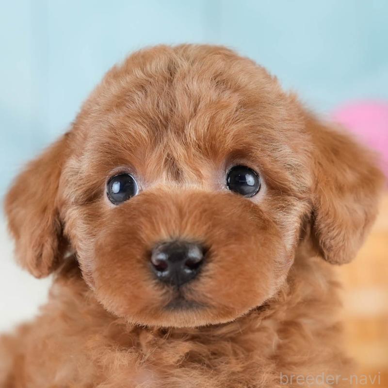 販売中の埼玉県のトイプードル-428725