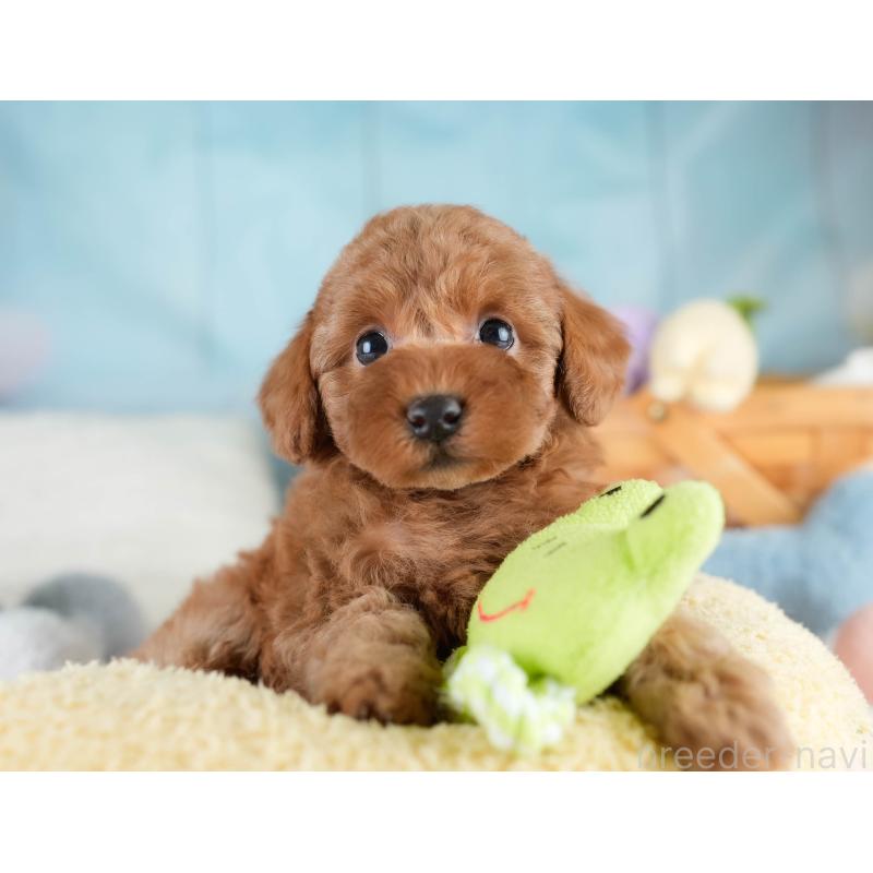 販売中の埼玉県のトイプードル-428725の11枚目